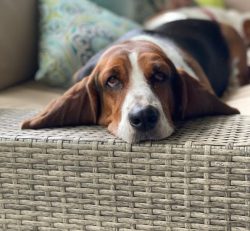 Basset Hounds should be instilled with a ban on any jumping so that later the pet will not have  ...