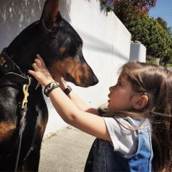 Brought to work in the police as excellent detectives, over the years these dogs were almost com ...