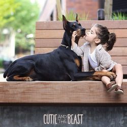 Handsome Dobermans appeared in Russia in 1902, and their fate in our country was not easy. 