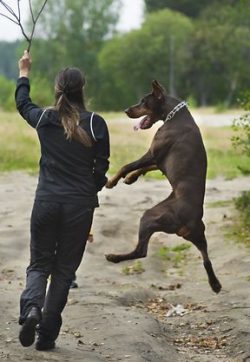 During the Great Patriotic War, the Doberman selflessly fought on all fronts – he was a sc ...