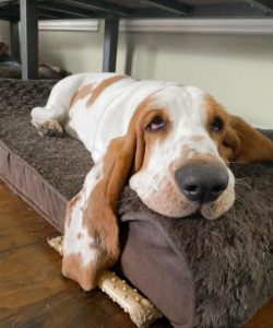 Despite the popularity of the Basset Hounds, this dog is not for everyone. It is not recommended ...