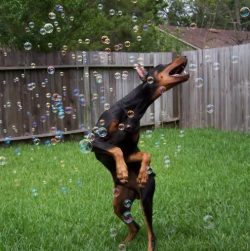 Only in the 70s did the Doberman stop officially being considered a service breed, and amateur d ...