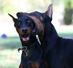 In world and European exhibitions, Dobermans of Russia always take prizes, among them there are  ...