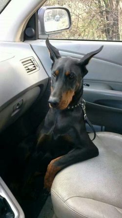 Dobermans are strong and at the same time graceful dogs with a proportional and slender build. T ...