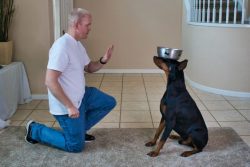 The latest breed standard was approved in 2015, and all parameters are very strictly prescribed  ...