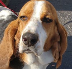 Basset Hound can be kept in an apartment, but it will also feel comfortable in a private house w ...