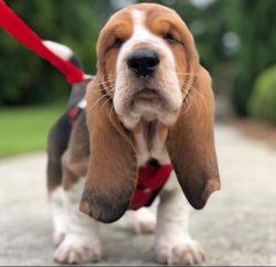 In the first months in the new house, the Basset Hound puppy needs increased attention of the ow ...
