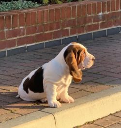 The Basset Hounds have a sensitive stomach, they are categorically prohibited from spicy, salty, ...