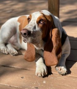 Basset Hound training begins after three months when the puppy can already walk outside. At firs ...
