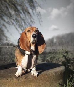 A hunter in the Basset Hound can wake up at any moment, and during a rut, even a relatively well ...