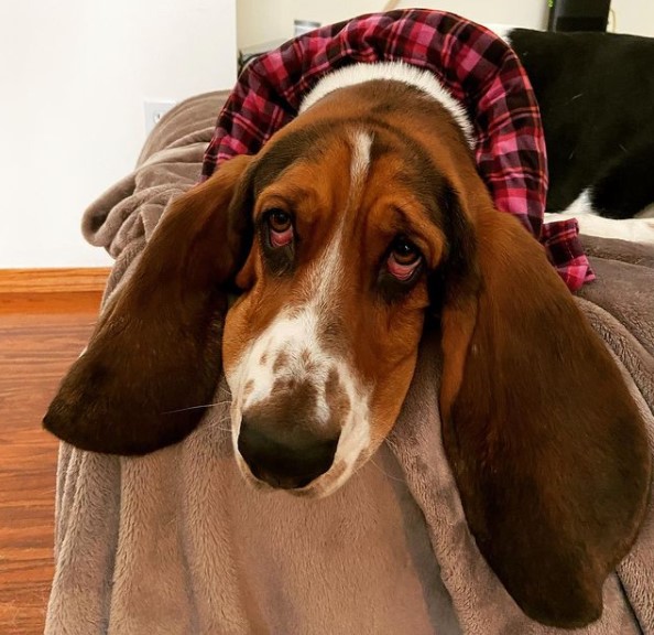 The Basset Hound has been living for over ten years, which indicates fairly good health of the b ...