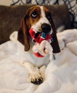Basset Hound puppies are vaccinated for the first time at a month and a half then revaccinated a ...