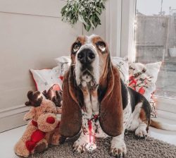 To purchase a purebred Basset Hound puppy, you should collect information about the breeders and ...