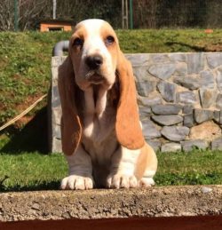 The Basset Hound was born in England, although, of course, he is a descendant of the French Bass ...
