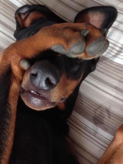 He is fearless and will easily give his life for the owners. 