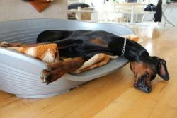 He is clean in everyday life, including due to the short and smooth coat, does not have specific ...