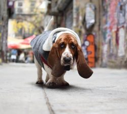 The Basset Hound is a dog breed with a unique and memorable appearance. At the first meeting, th ...