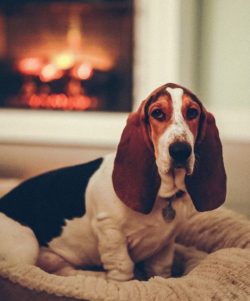 The purpose of the Basset Hound breed is to track down small game with a foot hunter. With a sho ...