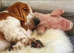 The Basset Hound breed was on the verge of extinction during the French Revolution. The revoluti ...
