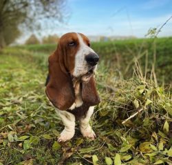 Founded in 1883, the British Basset Hound Club has made the breed popular throughout the world.  ...