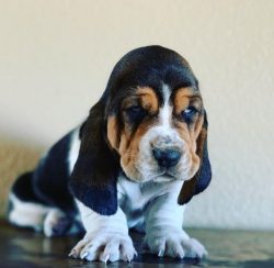 Before deciding on the Basset Hound, you need to understand that this is a serious dog and let n ...