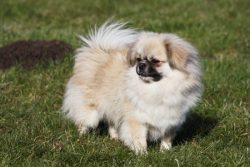 These Tibetan dogs are distinguished by their extraordinary intelligence and courage. They jokin ...