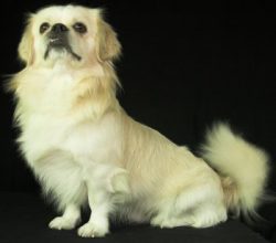 The main decoration of the Tibetan Spaniel is its silky coat, especially the lion’s mane a ...