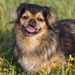 in order for the dog to always look attractive, it must be thoroughly combed and, if necessary,  ...