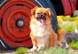 The rest of the Tibetan Spaniel is practically a problem-free dog. 