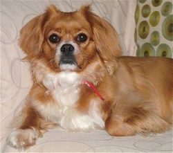 Despite their small size, these dogs are very fond of movement, so the more you walk with them,  ...