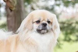 Those who took a Tibetan spaniel puppy into their family should understand that not a toy, but a ...