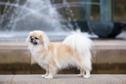 Moreover, this creature is an integral personality and, albeit small, but a real dog with all th ...