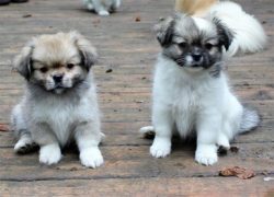 Moreover, Tibetan spaniels were bred as service dogs, therefore, if the owner shows respect for  ...