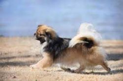 Many have seen little dogs barking incessantly and throwing themselves at anything that moves &# ...