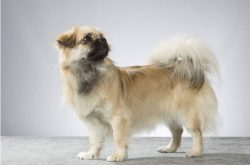 By the way, it is a pleasure to train the Tibetan Spaniel, because, thanks to a lively mind and  ...