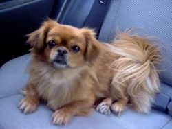 Tibetan Spaniels are one of the longest-living breeds, however, breed-specific diseases occur in ...