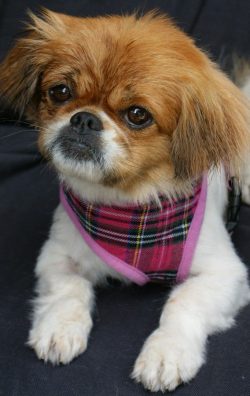 The breed was bred in the Himalayas, at an altitude of more than 5000 meters above sea level, wh ...