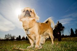 Also, Tibetan spaniels are prone to obesity, which is already the fault of the owners, who often ...