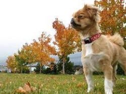 The Tibetan Spaniel is not a spaniel at all! It is a companion dog with a big heart filled with  ...