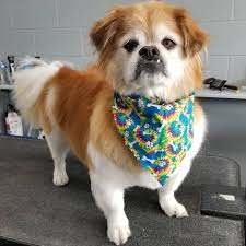 Tibbies are intelligent and reserved in their emotions towards strangers. By temperament they ar ...
