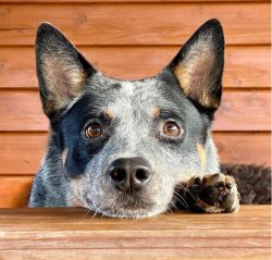 A completely unique combination of the blood of domestic friends of man and wild dingo dogs, mul ...