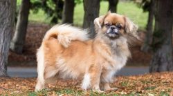 The body of a Tibetan spaniel contains the spirit of a large watchdog. 