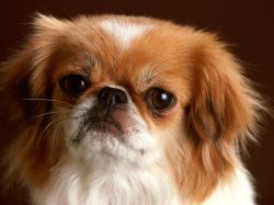These dogs will not be able to sleep all day near a person. 