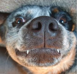 The Australian Cattle Dog is a medium-sized, harmoniously built dog. The muscles are powerful, t ...