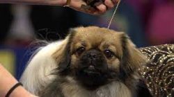 Thanks to the breed’s past, in which tibbies were outside in any weather, they do not free ...