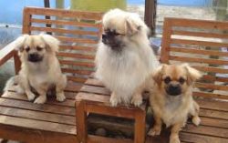 Tibby is affectionate with the inhabitants of his home. Children are treated with care. They do  ...