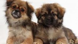 The vast majority of Tibetan Terriers live in active middle-aged people. 