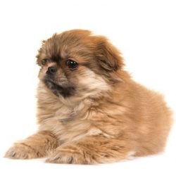 Spaniels from Tibet are able to relieve stress and tension in humans. 