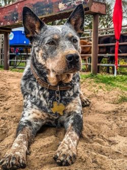 The muzzle of the Australian Cattle Dog is of medium length, bony, and the ears are erect and po ...