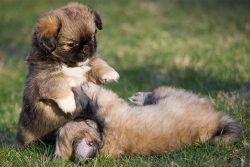 They have been compared to cats for their therapeutic ability. 